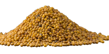 Yellow Mustard Bold quality